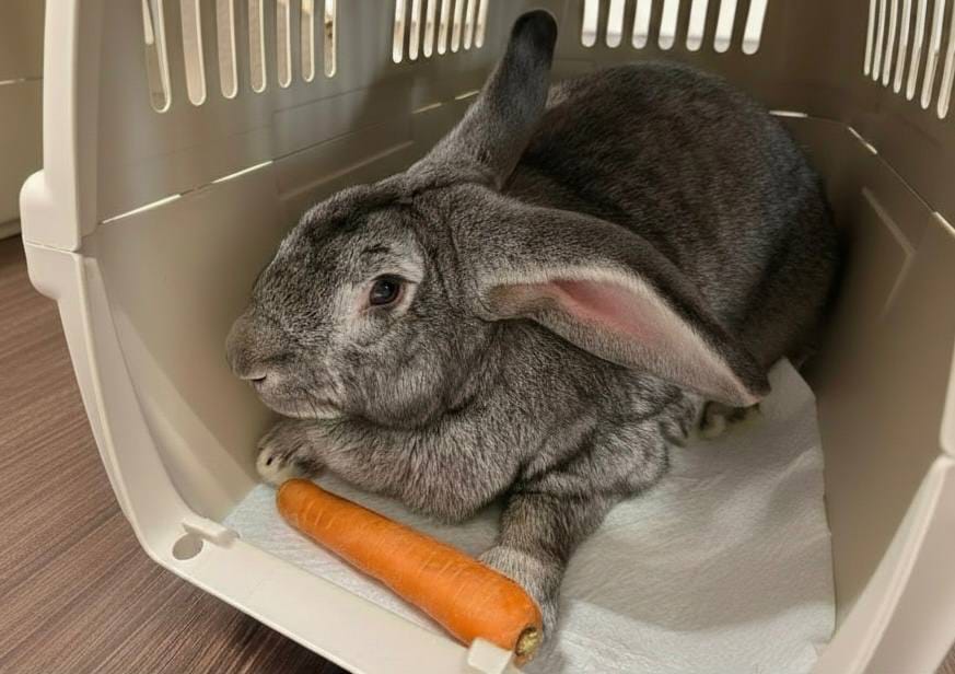 Rosatom’s breakthrough in transplantology: A rabbit lives with a transplanted vessel without rejection for a year